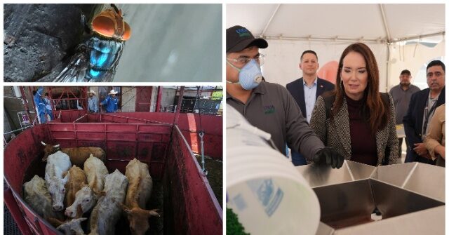 disaster-declared-as-2nd-screwworm-case-found-in-texas-near-border,-canada-bans-texas-cattle