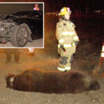 grisly-scene-as-bear-fatally-struck-by-car-in-socal