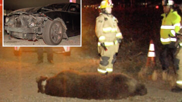 grisly-scene-as-bear-fatally-struck-by-car-in-socal