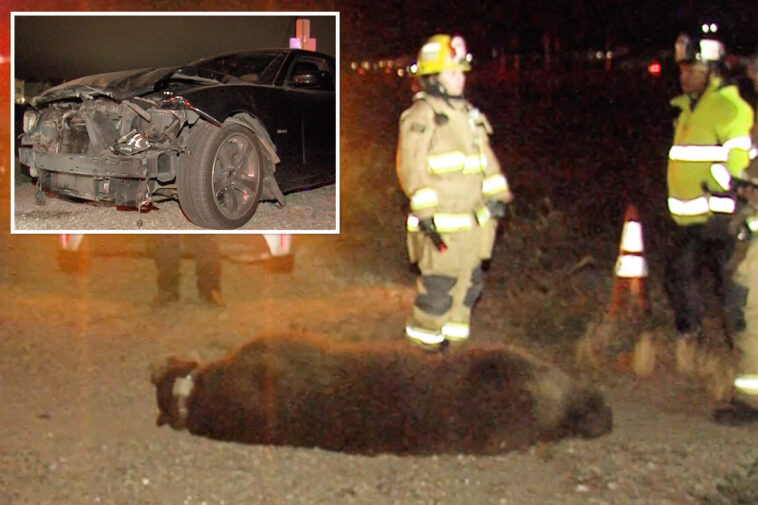 grisly-scene-as-bear-fatally-struck-by-car-in-socal
