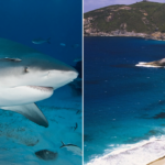 spearfisherman-killed-by-suspected-15-foot-shark-after-third-fatal-attack-in-less-than-a-month