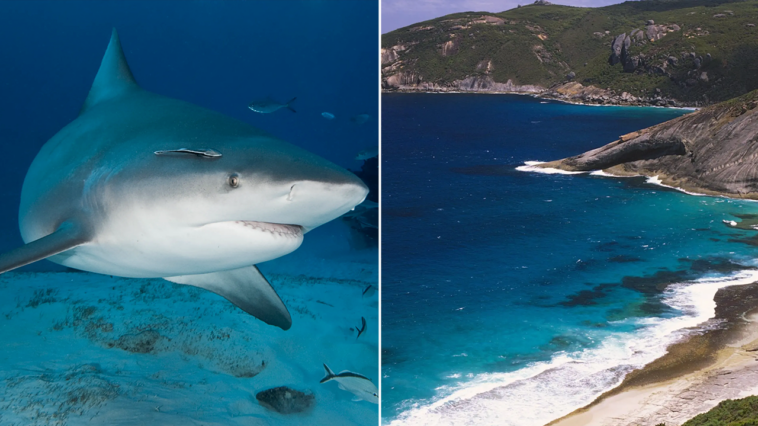 spearfisherman-killed-by-suspected-15-foot-shark-after-third-fatal-attack-in-less-than-a-month