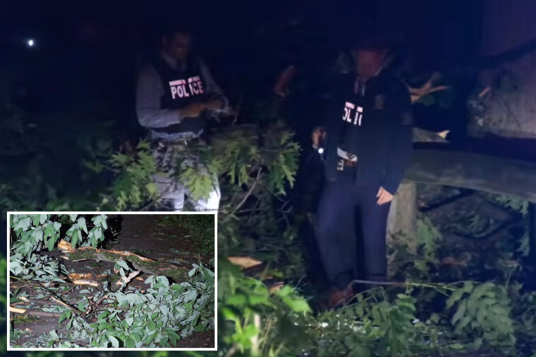 85-year-old-man-killed-by-falling-tree-in-freak-accident-at-nyc-park:-cops
