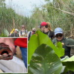 ravenous-‘frankenfish’-that-can-walk-on-land-found-on-long-island-for-first-time