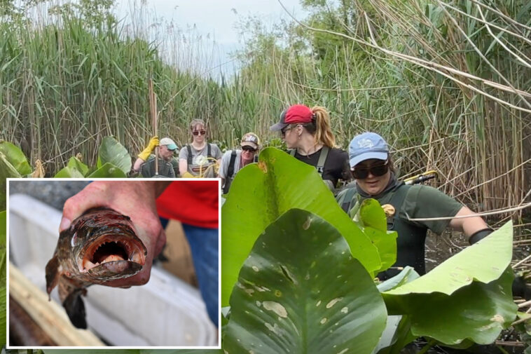 ravenous-‘frankenfish’-that-can-walk-on-land-found-on-long-island-for-first-time