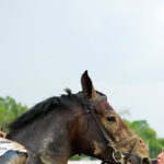 watch:-golden-tempo-gallops-to-another-come-from-behind-win-at-the-belmont-stakes