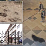 first-ever-bear-sighting-in-japanese-city-triggers-suspensions-at-94-schools
