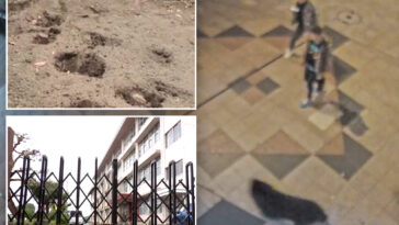 first-ever-bear-sighting-in-japanese-city-triggers-suspensions-at-94-schools