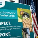 trump-admin-declares-‘war-on-screwworm’-to-contain-flesh-eating-parasite