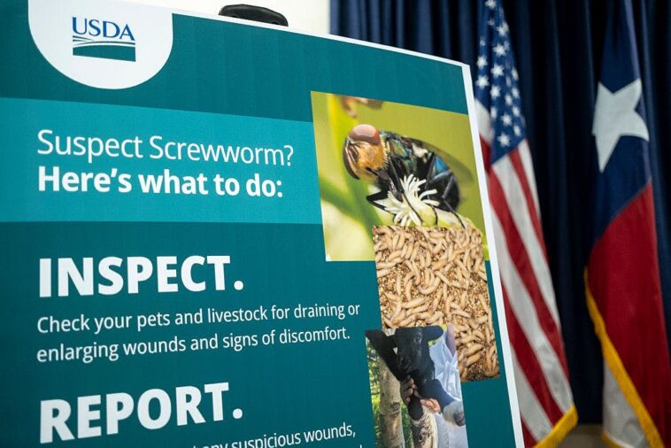 trump-admin-declares-‘war-on-screwworm’-to-contain-flesh-eating-parasite