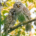 why-thousands-of-adorable-owls-are-about-to-be-brutally-killed-on-the-west-coast
