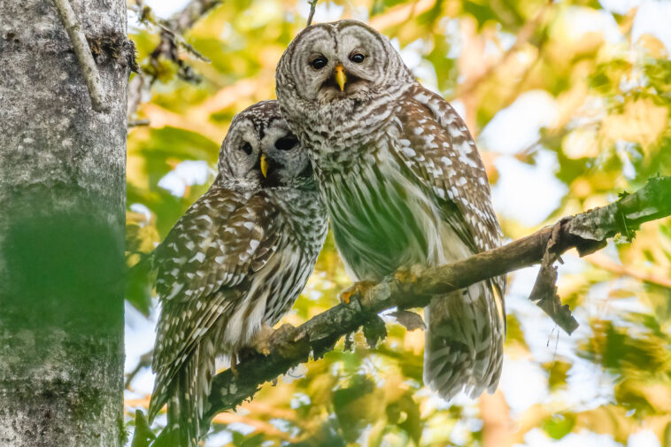 why-thousands-of-adorable-owls-are-about-to-be-brutally-killed-on-the-west-coast