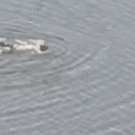 rogue-swimmer-arrested-after-diving-into-11-acre-central-park-lake-in-failed-attempt-to-escape-nypd