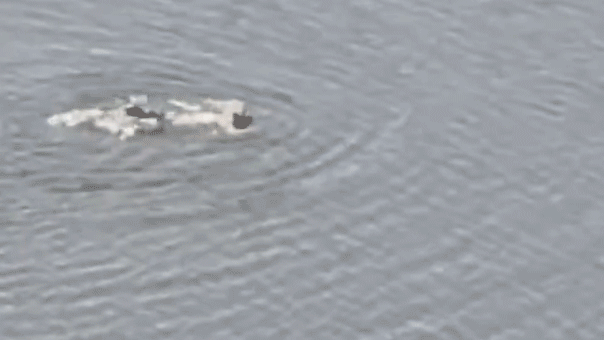rogue-swimmer-arrested-after-diving-into-11-acre-central-park-lake-in-failed-attempt-to-escape-nypd