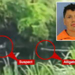 wild-video-shows-alleged-drunk-driver-run-from-cops-—-and-right-into-the-jaws-of-an-alligator