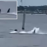 navy-employee-in-critical-condition-after-shark-attack-near-florida-panhandle