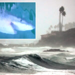 great-white-sharks-could-flood-california-waters-as-super-el-nino-nears