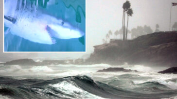 great-white-sharks-could-flood-california-waters-as-super-el-nino-nears