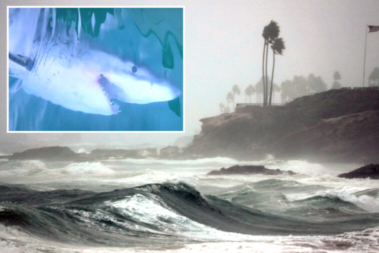 great-white-sharks-could-flood-california-waters-as-super-el-nino-nears