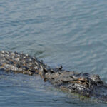 video-—-police:-louisiana-drowning-victim-may-have-come-into-contact-with-15-foot-alligator