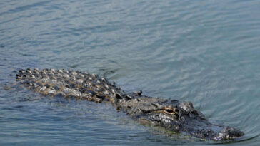 video-—-police:-louisiana-drowning-victim-may-have-come-into-contact-with-15-foot-alligator