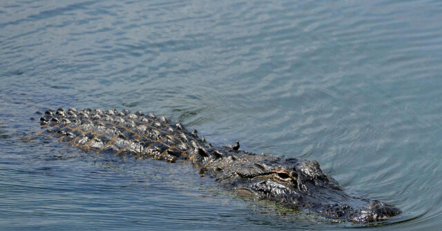 video-—-police:-louisiana-drowning-victim-may-have-come-into-contact-with-15-foot-alligator
