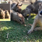 santa-monica’s-insane-idea-to-tackle-rampant-squirrel-population