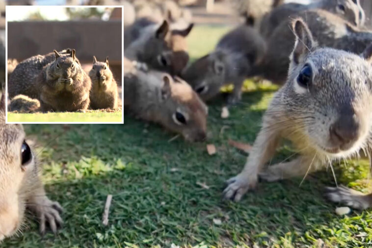 santa-monica’s-insane-idea-to-tackle-rampant-squirrel-population