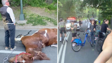 nyc-carriage-horse-collapses-and-dies-in-central-park-traumatizing-parkgoers