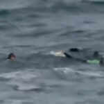 desperate-search-for-girl-after-monster-wave-sweeps-her-away-from-her-mom-off-laguna-beach