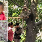 schoolboy,-7,-mauled-to-death-by-grandfather’s-crazed-pet-monkey