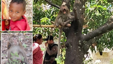 schoolboy,-7,-mauled-to-death-by-grandfather’s-crazed-pet-monkey