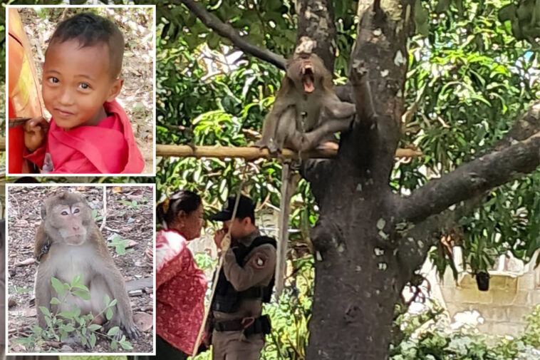 schoolboy,-7,-mauled-to-death-by-grandfather’s-crazed-pet-monkey