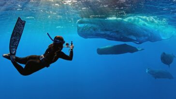 ‘whalefall’-trailer-is-here-to-add-getting-swallowed-by-a-sperm-whale-while-scuba-diving-to-your-list-of-fears