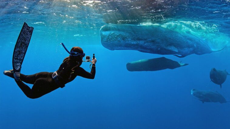 ‘whalefall’-trailer-is-here-to-add-getting-swallowed-by-a-sperm-whale-while-scuba-diving-to-your-list-of-fears