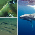 scientists-discover-deep-whale-graveyard-with-bones-dating-over-5-million-years-old