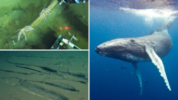 scientists-discover-deep-whale-graveyard-with-bones-dating-over-5-million-years-old