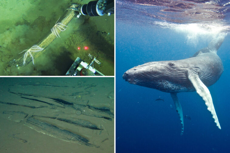 scientists-discover-deep-whale-graveyard-with-bones-dating-over-5-million-years-old