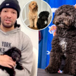 jalen-brunson-adopted-his-social-media-famous-dog-from-long-island-knicks-fans’-animal-rescue