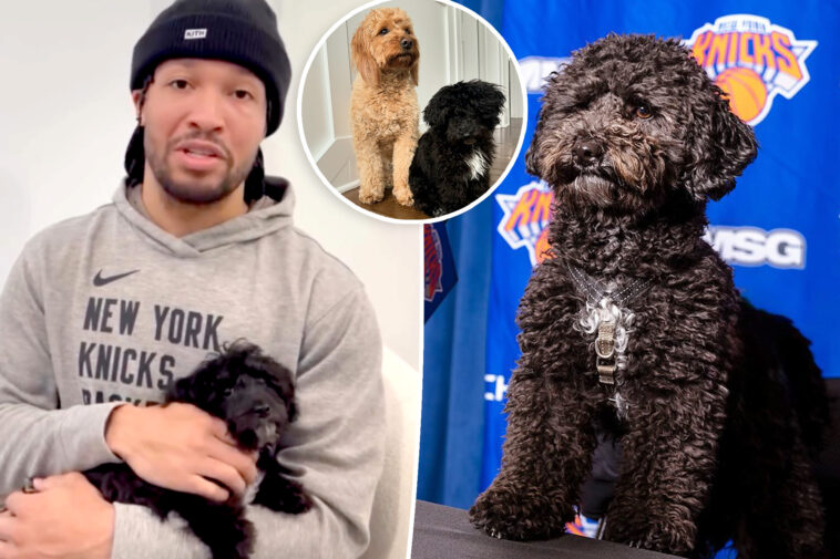 jalen-brunson-adopted-his-social-media-famous-dog-from-long-island-knicks-fans’-animal-rescue