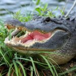 dui-suspect-on-the-run-from-cops-in-louisiana-is-slowed,-not-stopped,-by-an-alligator-attack-caught-on-bodycam