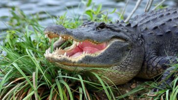 dui-suspect-on-the-run-from-cops-in-louisiana-is-slowed,-not-stopped,-by-an-alligator-attack-caught-on-bodycam