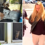 long-island-hoarder-busted-with-130-cats-and-dogs-at-‘deplorable’-home—-after-daughter-calls-police-on-her