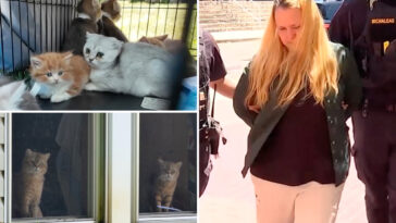 long-island-hoarder-busted-with-130-cats-and-dogs-at-‘deplorable’-home—-after-daughter-calls-police-on-her