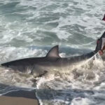 wild-video-shows-fisherman-wrestling-with-great-white-shark-on-nantucket-beach