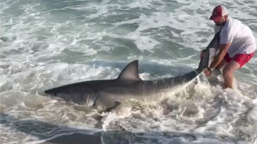 wild-video-shows-fisherman-wrestling-with-great-white-shark-on-nantucket-beach