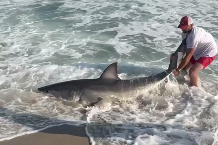wild-video-shows-fisherman-wrestling-with-great-white-shark-on-nantucket-beach