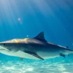 video:-shark-mauls-florida-naval-base-employee-in-horrific-attack