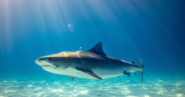 video:-shark-mauls-florida-naval-base-employee-in-horrific-attack