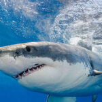 watch-—-nantucket-fisherman-catches,-releases-great-white-shark-with-his-bare-hands:-‘that’s-sick!’